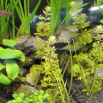 植栽から9日目　ドワーフアンブリア